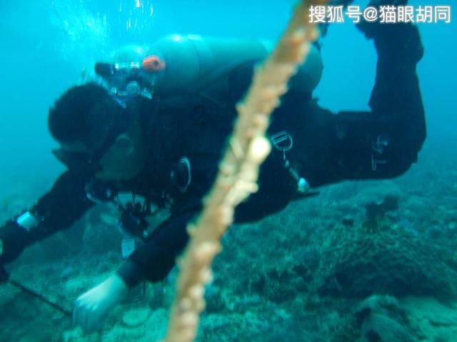 黑玛卡功效与作用是什么？